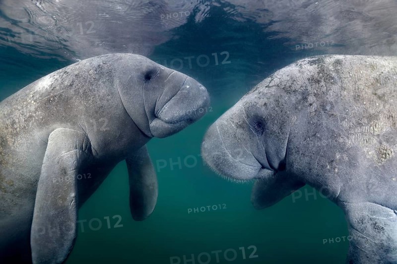 West Indian manatees (Trichechus manatus)