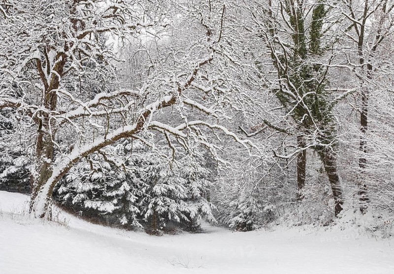 Forest during snowfall