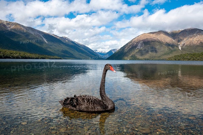 Black swan (Cygnus atratus) at Lake Rotoiti