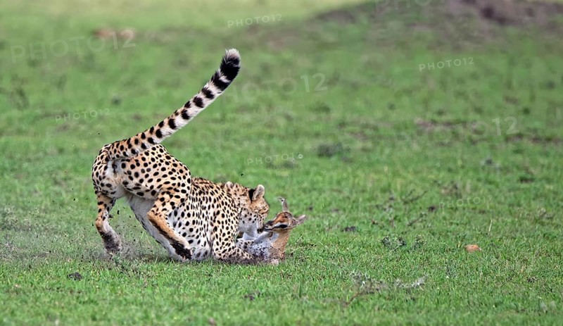 Female cheetah (Acinonyx jubatus) hunts a young Thomson's gazelle