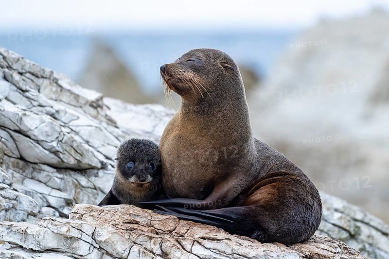 New Zealand fur seals (Arctocephalus forsteri)