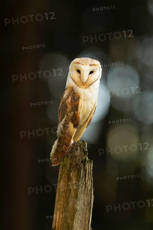 Common barn owl (Tyto alba)