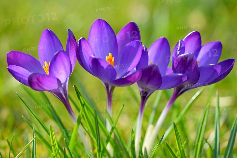 Crocuses (Crocus sp.)