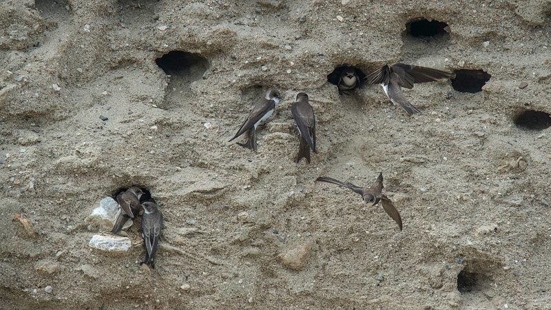 Sand Martins (Riparia riparia) at their nesting holes