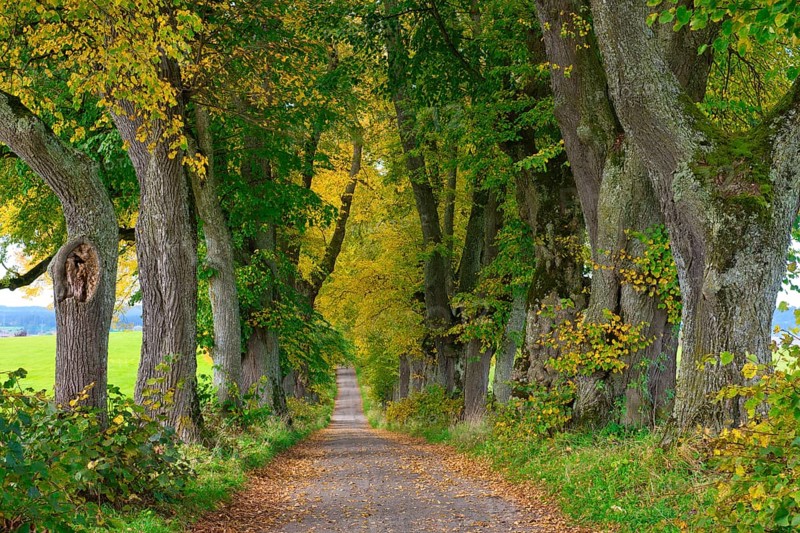 Kurfuerstenallee