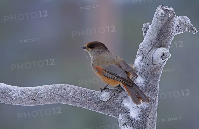 Siberian Jay (Perisoreus infaustus)