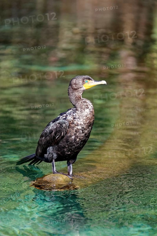 Double-crested cormorant (Phalacrocorax auritus)