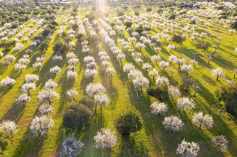Almond blossom