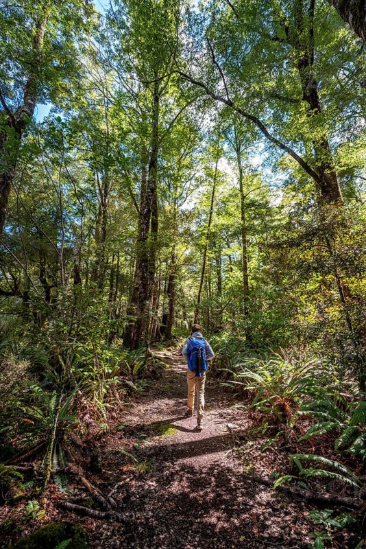 Hikers in the jungle with big ferns