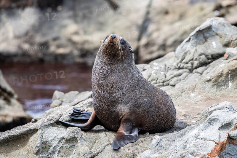 New Zealand fur seal (Arctocephalus forsteri) on rocks