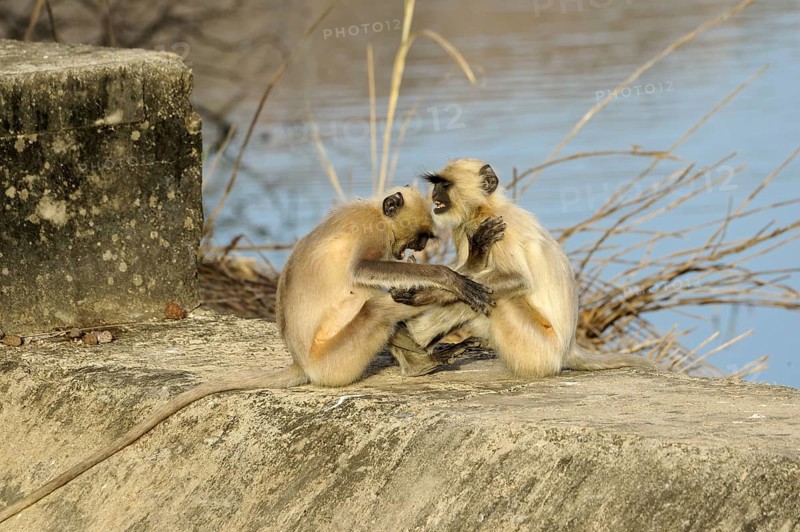 Northern plains gray langurs (Semnopithecus entellus)