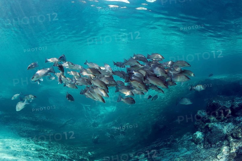 Swarm of Mangrove snappers (Lutjanus griseus)