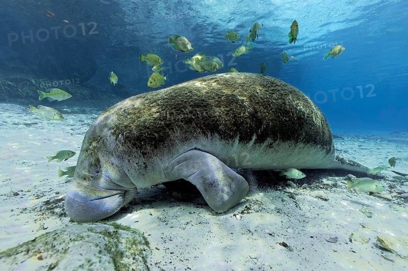 West Indian manatee (Trichechus manatus)