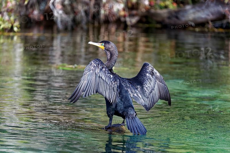 Double-crested cormorant (Phalacrocorax auritus)
