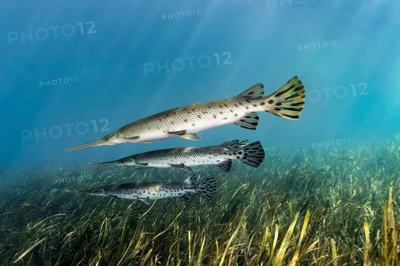 Florida Bone Pike (Lepisosteus platyrhincus)