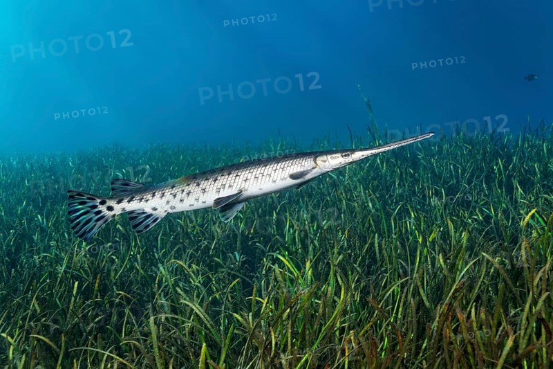 Florida Bone Pike (Lepisosteus platyrhincus)