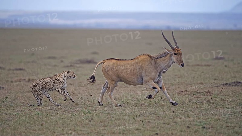 Cheetah (Acinonyx jubatus) hunts an adult eland