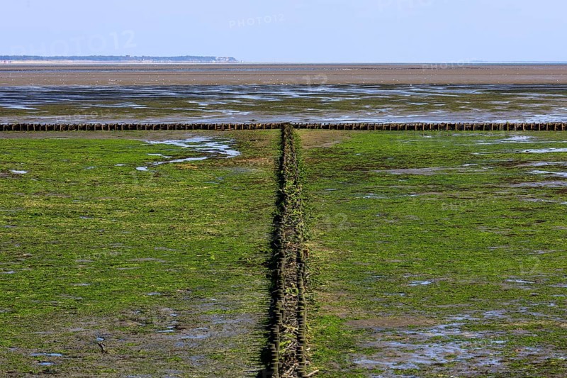 Wadden Sea at low tide on Amrum Island