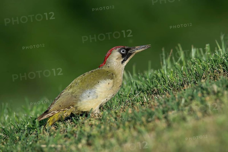 European green woodpecker (Picus viridis)