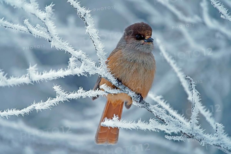 Siberian Jay (Perisoreus infaustus)