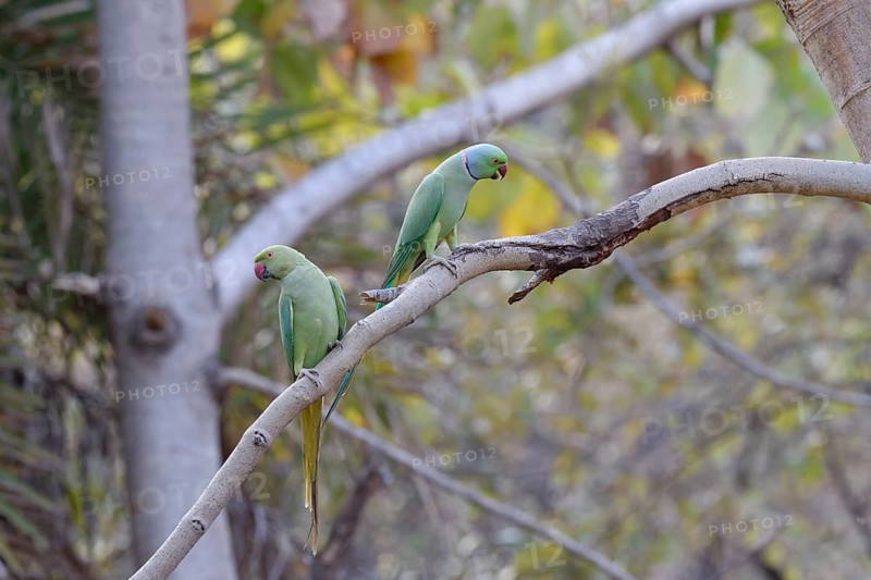 Rose-ringed Parakeet (Psittacula krameri borealis)