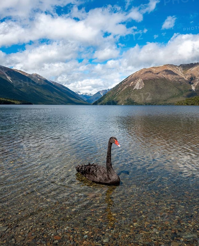 Black swan (Cygnus atratus) at Lake Rotoiti
