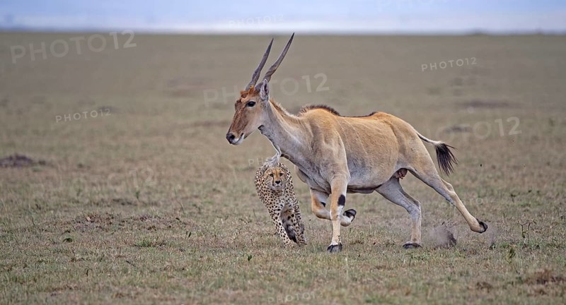 Cheetah (Acinonyx jubatus) hunts an adult eland