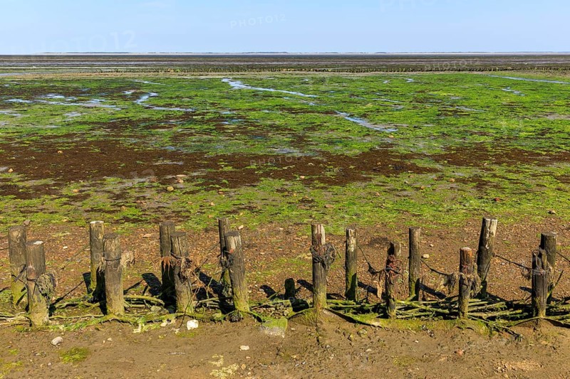 Wadden Sea at low tide on Amrum Island