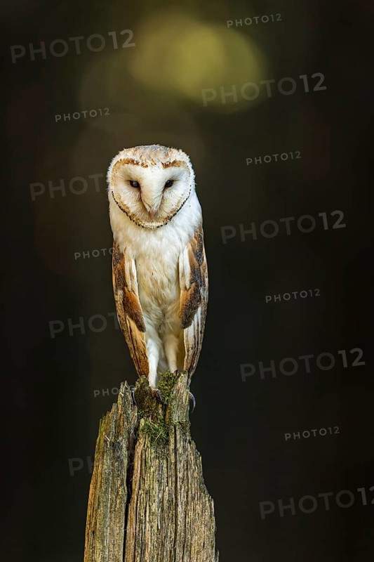 Common barn owl (Tyto alba)
