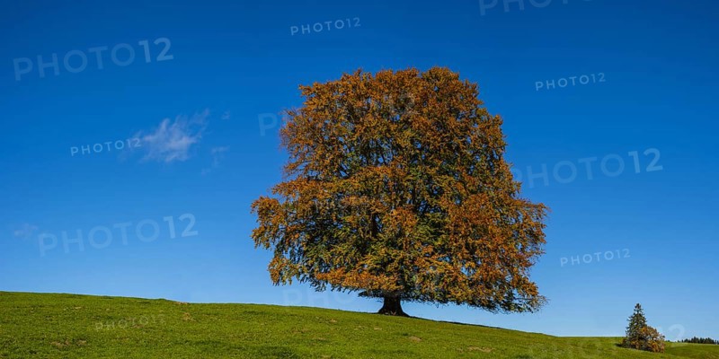Common beech (Fagus sylvatica)