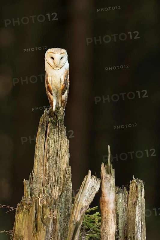 Common barn owl (Tyto alba)