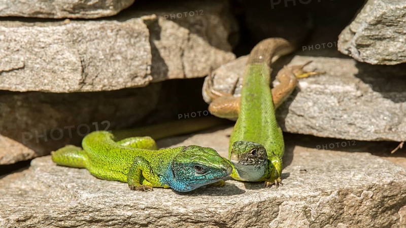 European green lizards (Lacerta viridis)