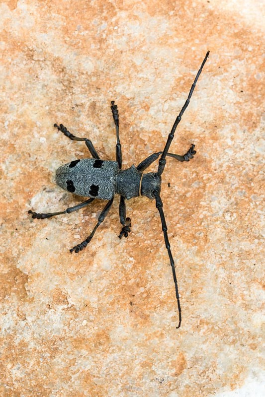 Morimus asper funereus (Morimus asper funereus)