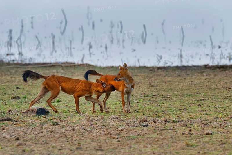 Dholes (Cuon alpinus)