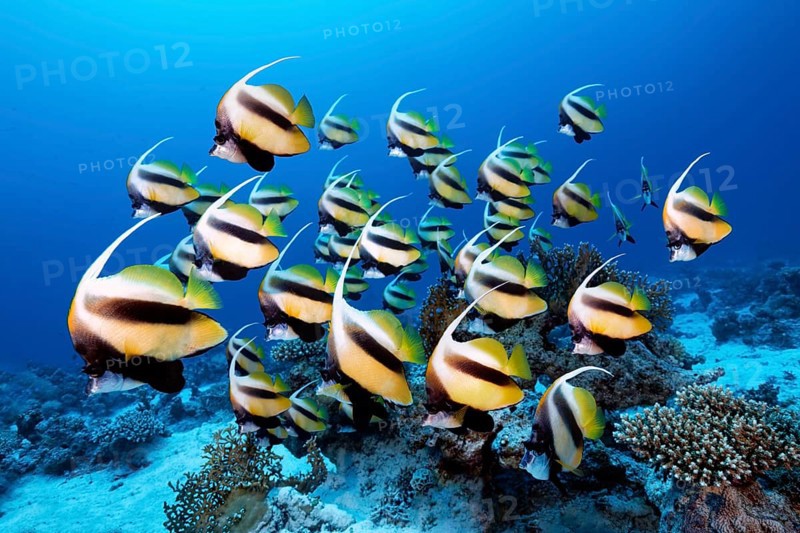 Swarm Red Sea bannerfish (Heniochus intermedius)