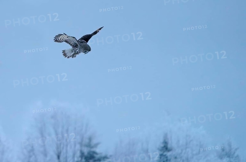 Great grey owl (Strix nebulosa)