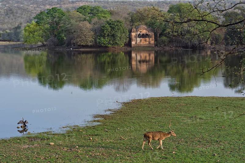Spotted deer grazing near ruined pavilions