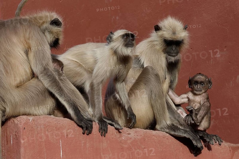 Northern plains gray langurs (Semnopithecus entellus)