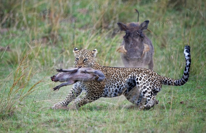 Leopard (Panthera pardus) kills a young warthog