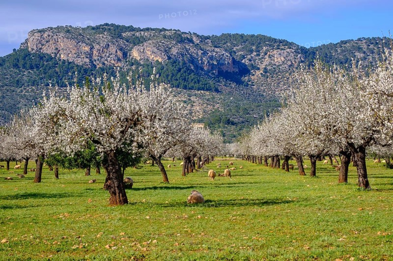 Almond blossom