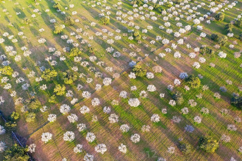Almond blossom