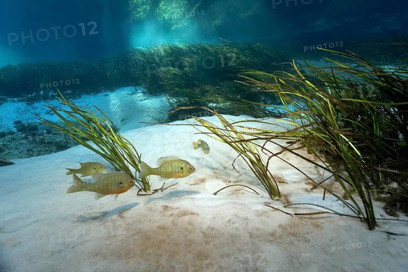 pumpkinseed sunfish (Lepomis gibbosus)