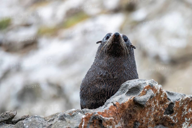 New Zealand fur seal (Arctocephalus forsteri) on rocks