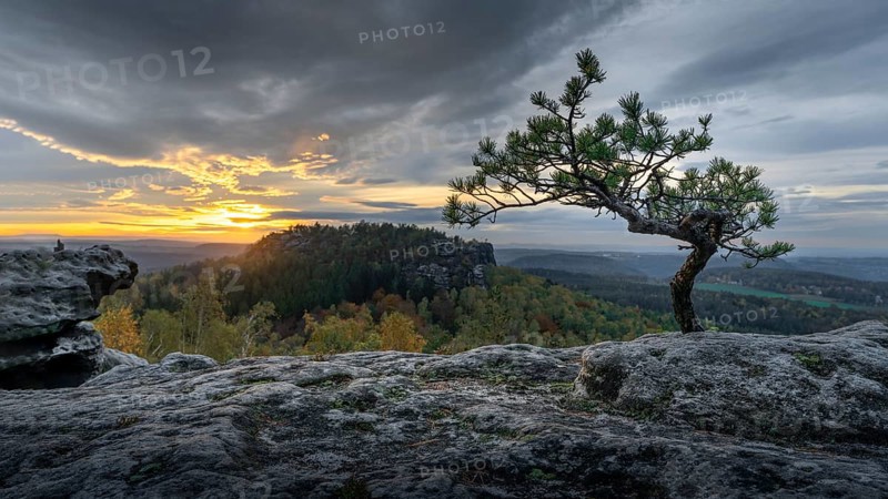 Small pine at the Papststein