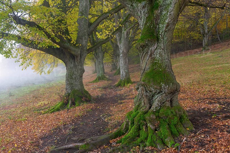 Large-leaved lindens (Tilia platyphyllos)