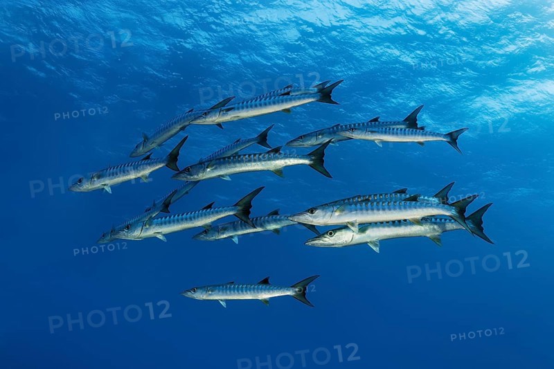 Flock of Blackfin barracudas (Sphyraena qenie)