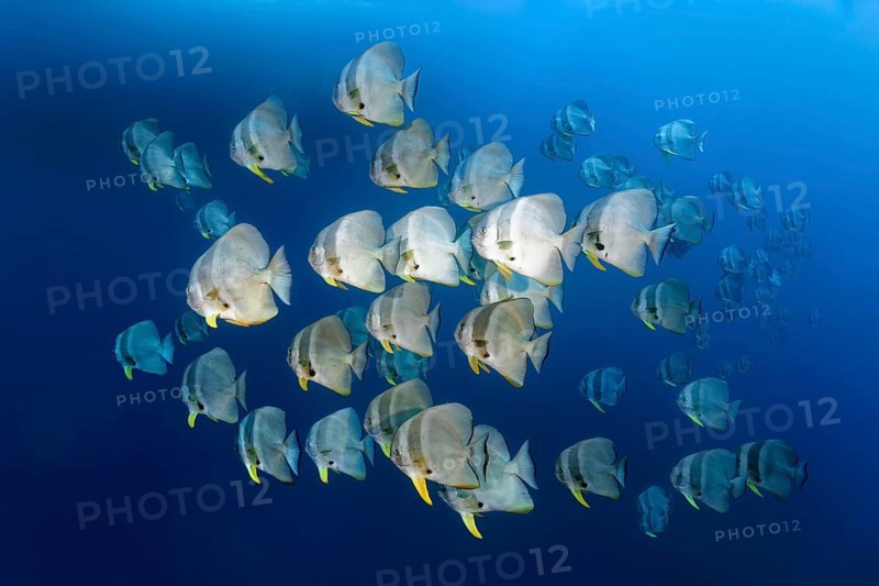 Swarm of Longfin Batfishes (Platax teira)