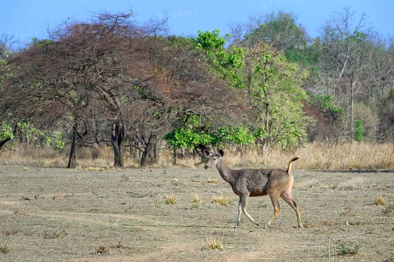 Sambar deer (Rusa unicolor)