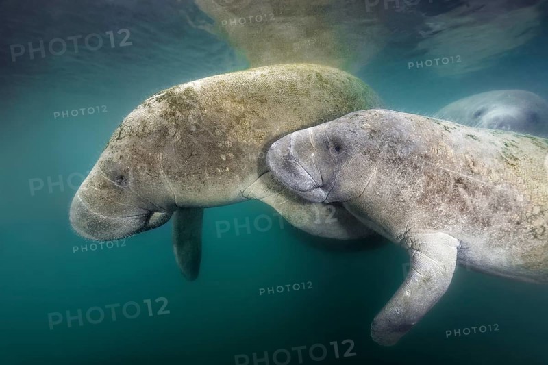 West Indian manatees (Trichechus manatus)