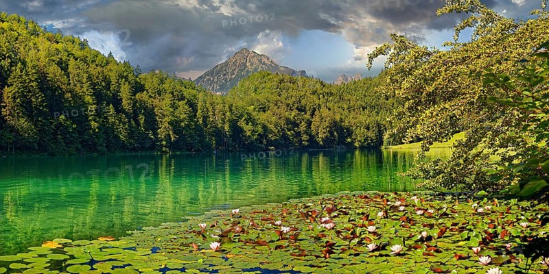Idyllic Lake Alatsee with flowering water lily carpet